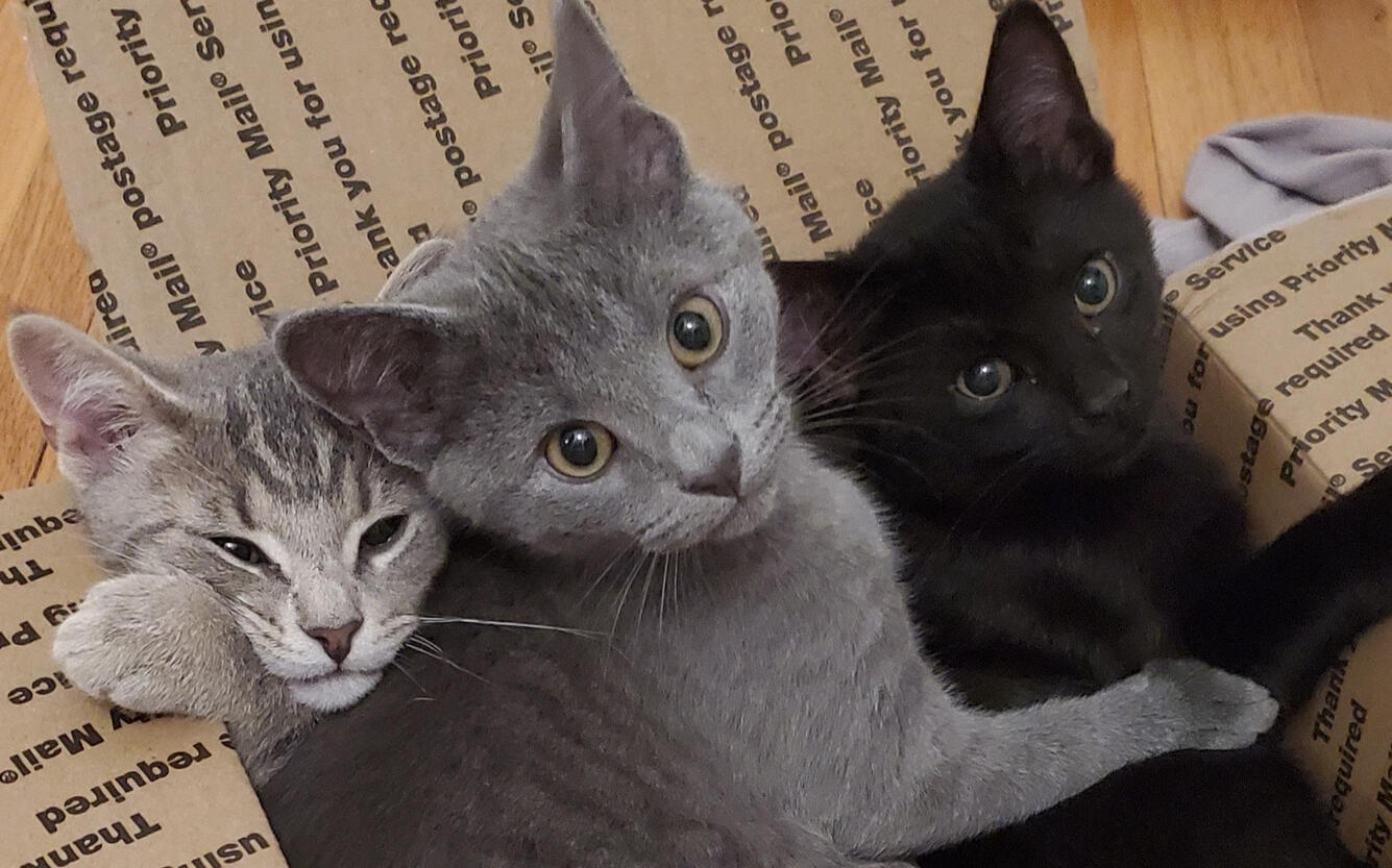 Our three cats, from left: Sir Duke, Tank, and Coffee Cola